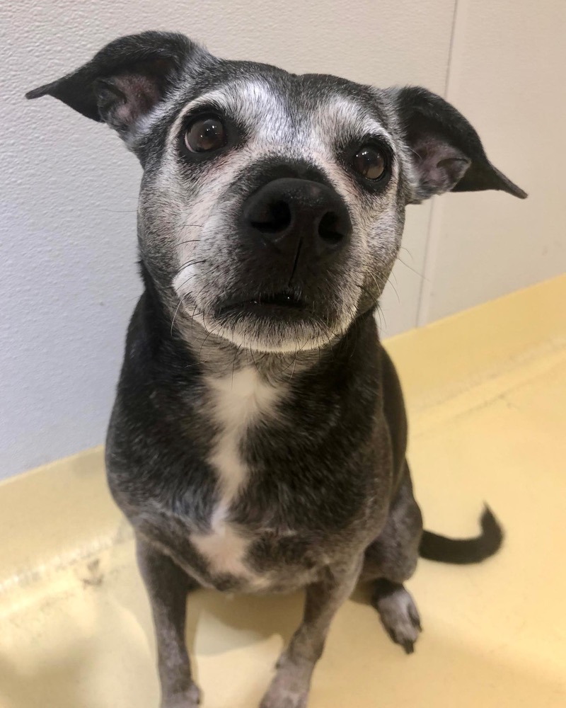 A grey-muzzled black dog sits on a yellow floor and looks up at the camera, waiting.