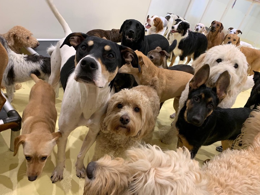 A crowd of dogs, large and small, filling the room, several looking up at the camera.