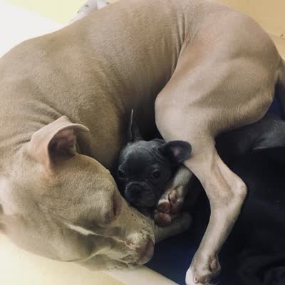 A pit bull curled asleep around a French bulldog.