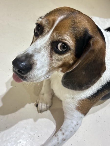 Dunder, Hudson M.’s dog