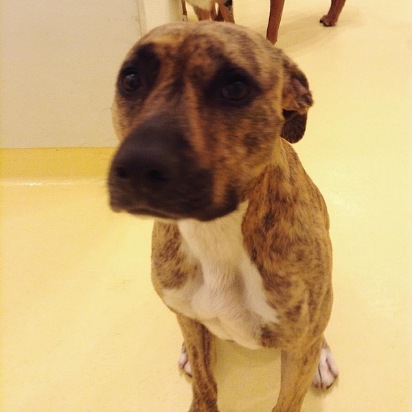 Bitty, Euginia P.’s dog