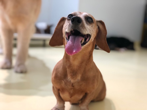 Dude, Jenny E.’s dog