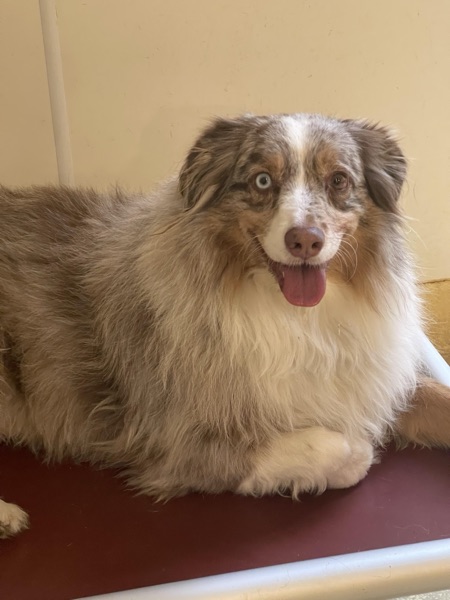 Beacon, Elise P.’s dog