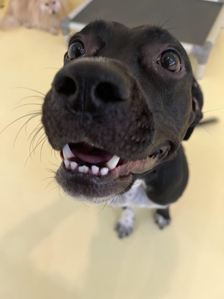Weiyi C.’s dog