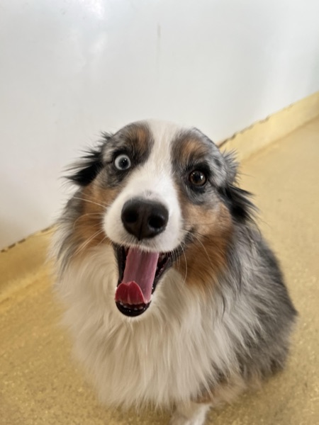 Korban, Christina L.’s dog