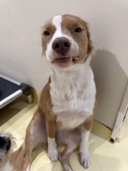 Denise G.’s dog