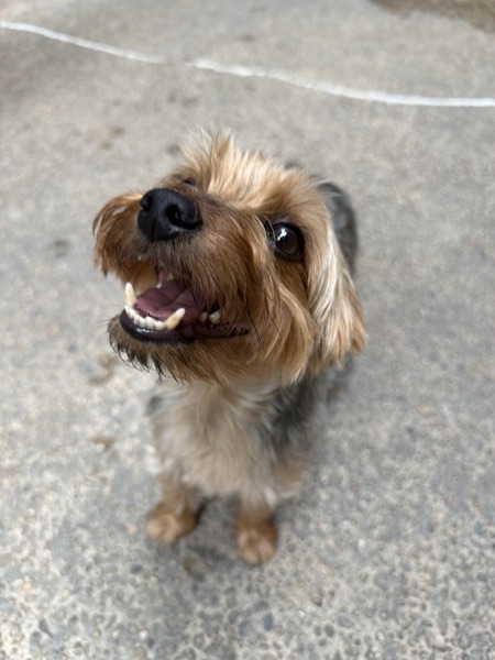 Bear, Rachel L.’s dog