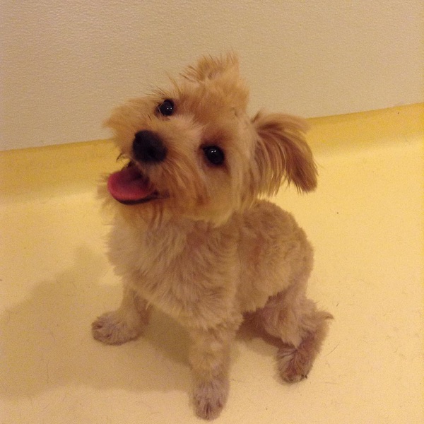 Missy Q.’s dog