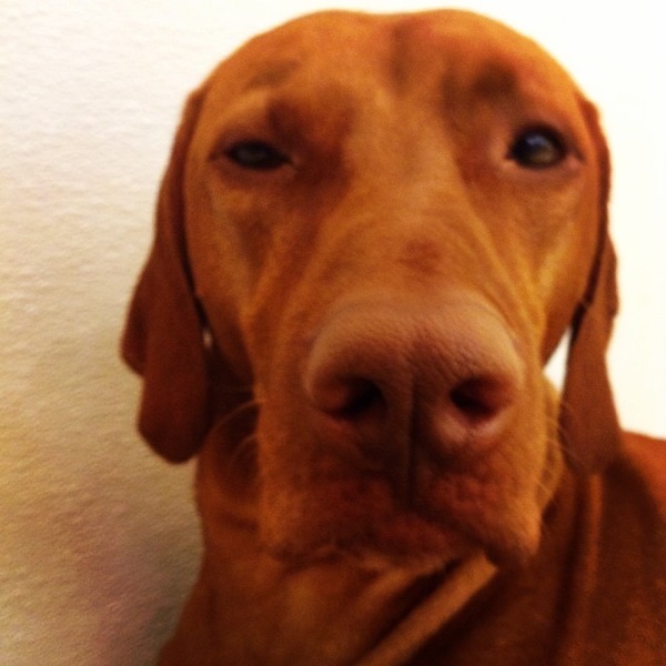 Parker, Lauren B.’s dog