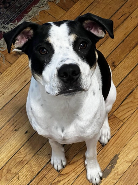 Moby, Mae S.’s dog
