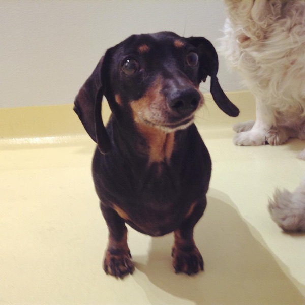 Henry, Anne D.’s dog