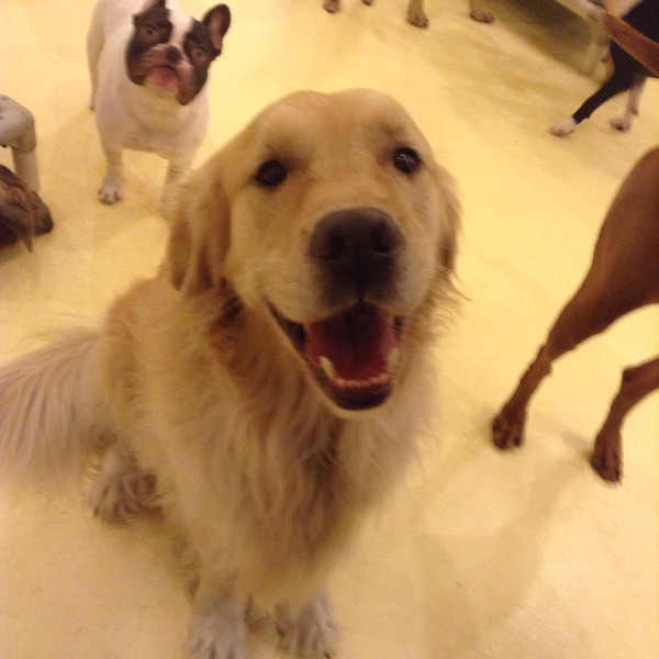 Ranger, Leslie R.’s dog