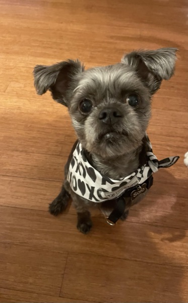 Solo, May B.’s dog